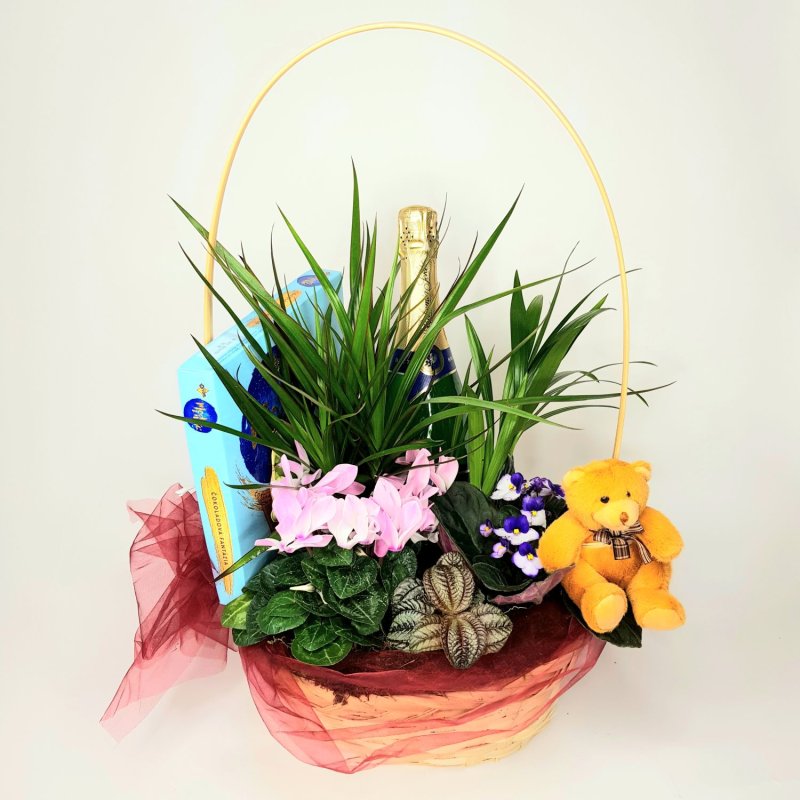 Dárkový koš Donáta