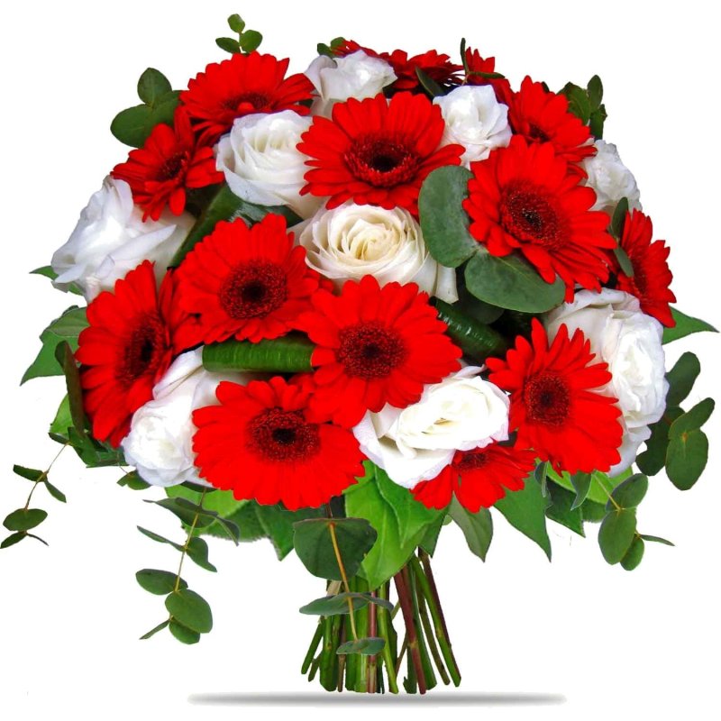 Червоні герміни та білі троянди